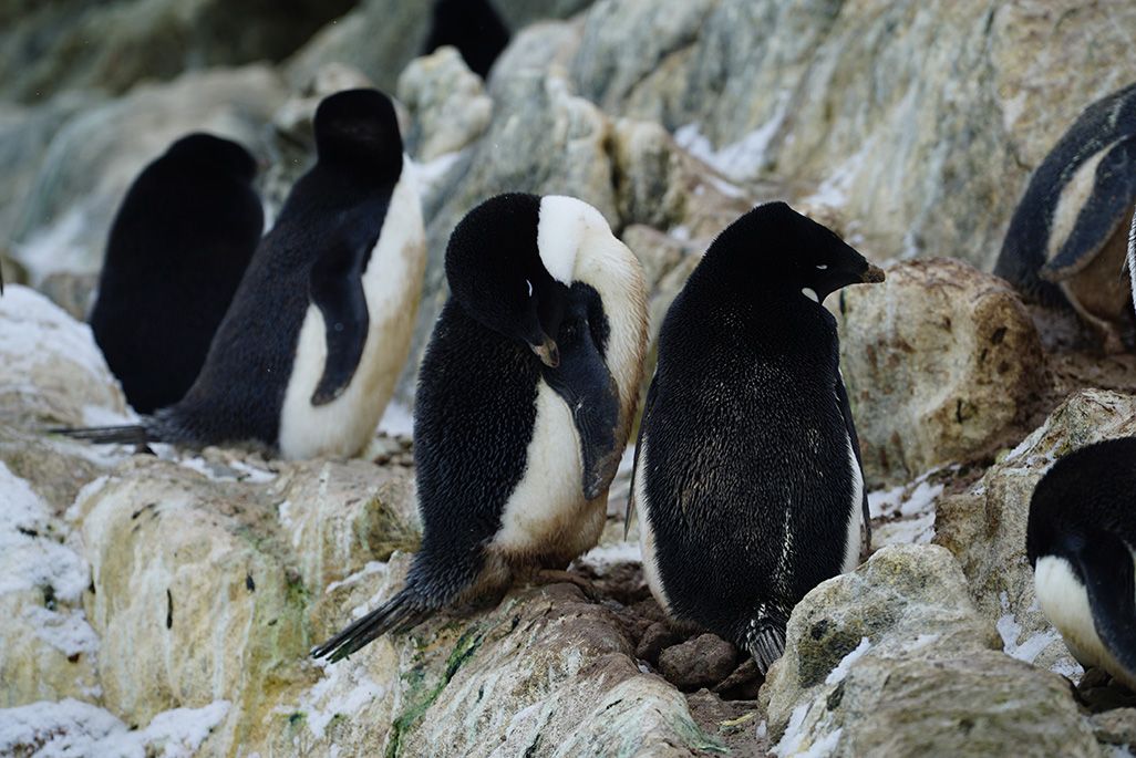南極のペンギン