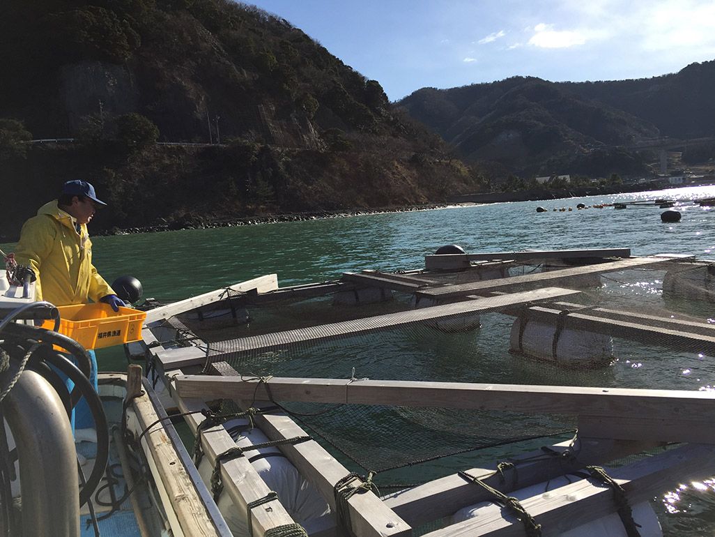 小浜市のサバの養殖場