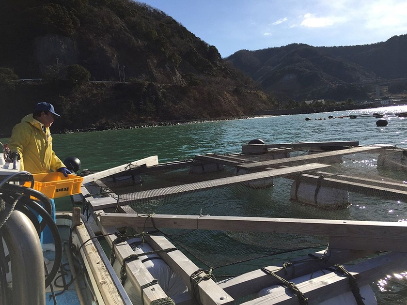 小浜市のサバの養殖場