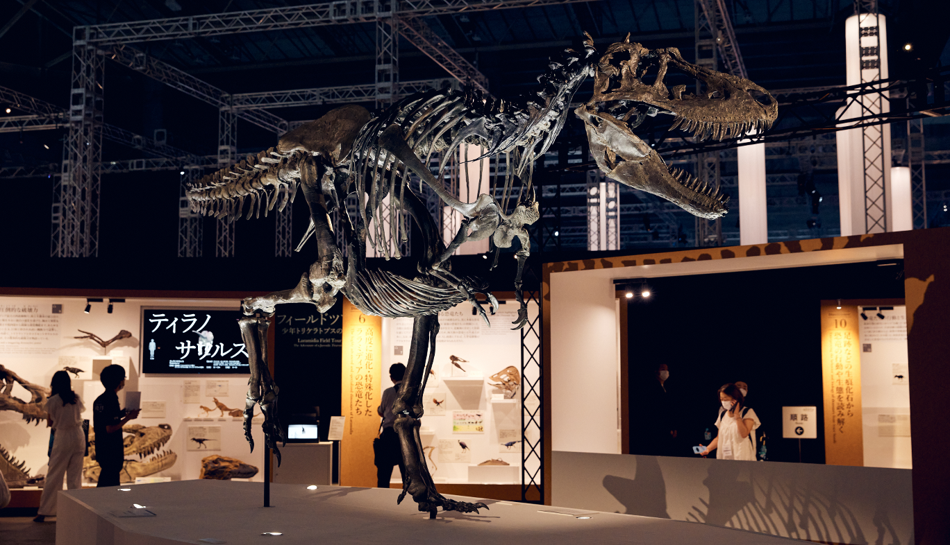 DinoScience 恐竜科学博のティラノサウルスの骨格標本