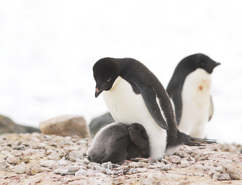 南極昭和基地周辺のペンギン