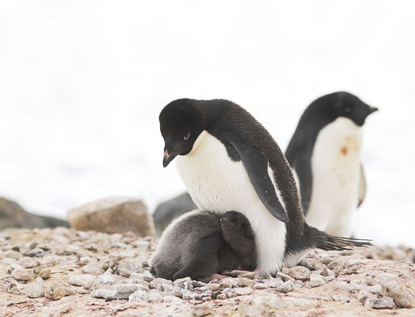 南極昭和基地周辺のペンギン