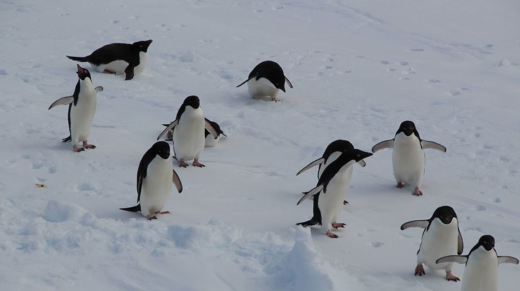 南極のペンギン