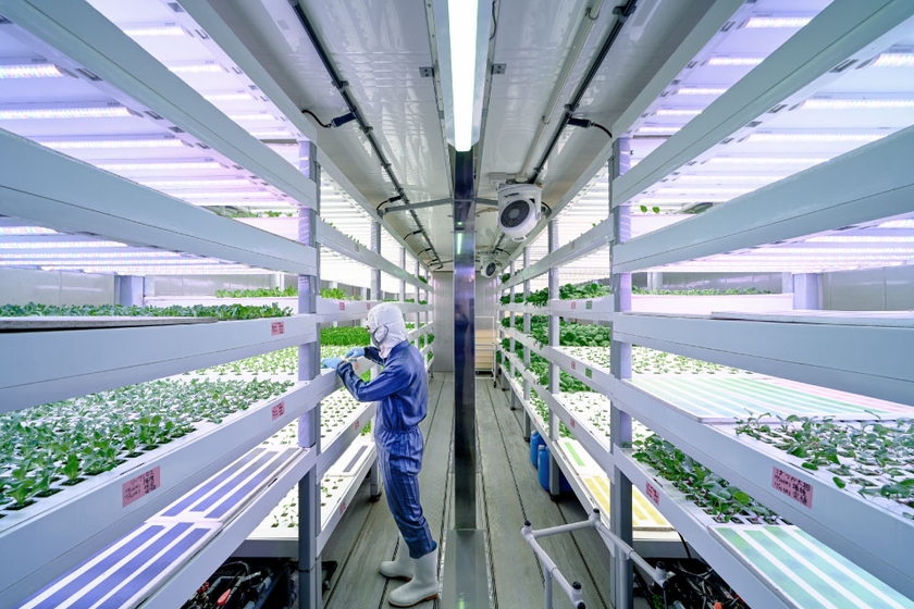 南大東村が導入した植物コンテナ内の様子