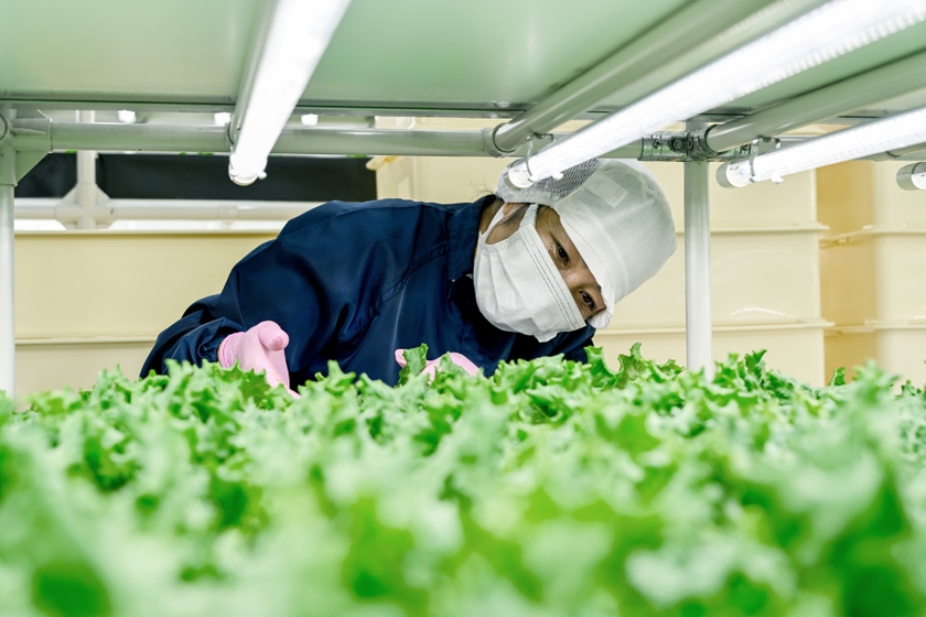 植物コンテナ内は温度・湿度が適度に保たれ、働く人は、どんな季節でも快適に仕事がこなせるという